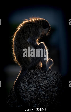 Vervet monkey seduto su un masso, parco nazionale di Pilanesberg Foto Stock