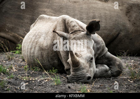 Un bambino rhino sdraiato, madikwe game reserve Foto Stock