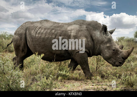 Un rinoceronte bianco, madikwe game reserve Foto Stock