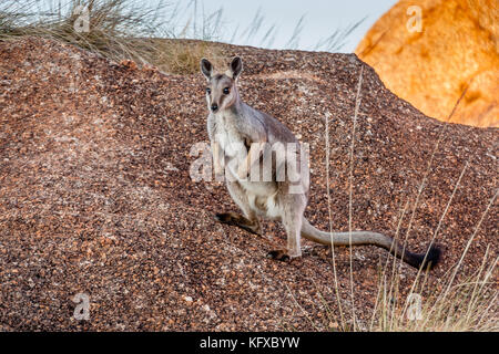 Il nero-fiancheggiata rock-wallaby (petrogale lateralis) in i diavoli marmi Conservation Reserve, Territorio del Nord, l'australia Foto Stock