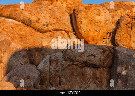 Il wallaby roccioso fiancheggiato nero (Petrogale lateralis) nella Devils Marbles Conservation Reserve, Northern Territory, Australia Foto Stock