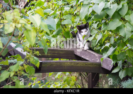 Carino in bianco e nero gattino camminare alta sul trellis Foto Stock