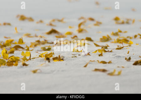 Aspen Tree Leafs nella neve Foto Stock