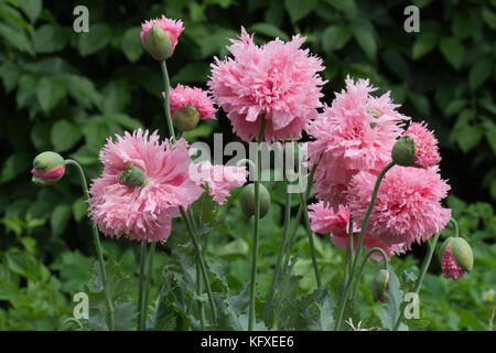 Papaveri rosa e seme con semi. Valore e kapsler. Foto Stock