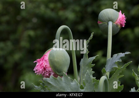 Papaveri rosa e seme con semi. Valore e kapsler. Foto Stock