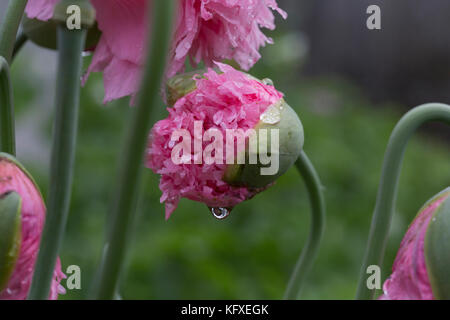 Papaveri rosa e seme con semi. Valore e kapsler. Foto Stock