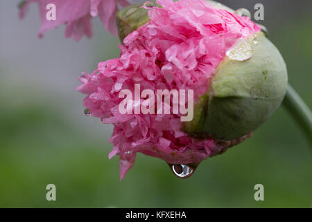 Papaveri rosa e seme con semi. Valore e kapsler. Foto Stock