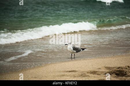 Seagull guadare in surf Foto Stock
