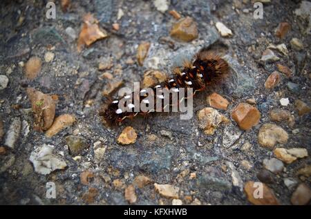 Caterpillar di un marrone-tail moth su pebble dash-lastrico a Dunstable Downs, Bedfordshire, Regno Unito Foto Stock