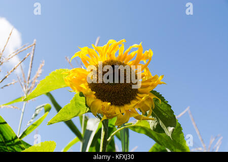 Girasoli nel mais Foto Stock