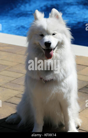 Samoiedo cane dalla piscina del cortile Long Island New York Foto Stock