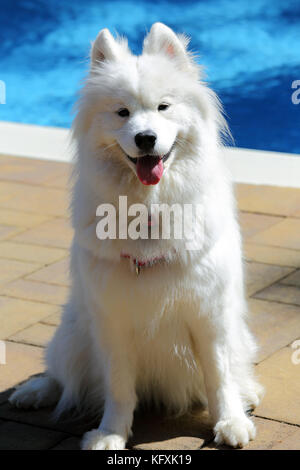 Samoiedo cane dalla piscina del cortile Long Island New York Foto Stock