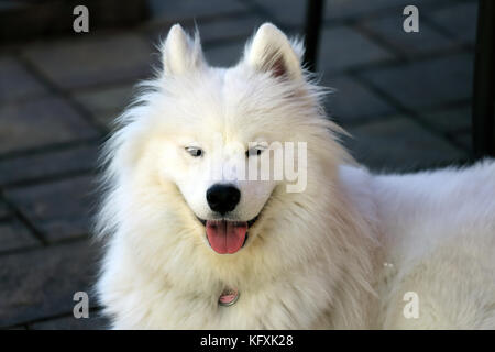 Samoiedo cane dalla piscina del cortile Long Island New York Foto Stock