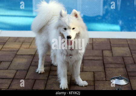 Samoiedo cane dalla piscina del cortile Long Island New York Foto Stock