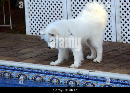 Samoiedo cane dalla piscina del cortile Long Island New York Foto Stock