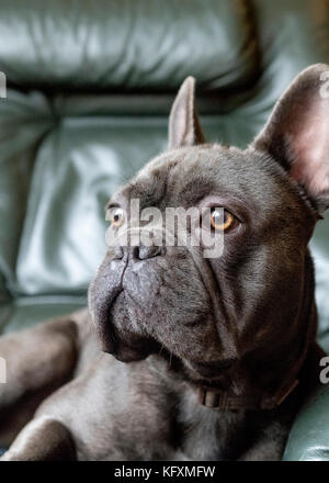 Triste bulldog francese seduto a guardare fuori dalla finestra e solitaria attesa per il suo proprietario per venire a casa, concetto di animali domestici lasciati soli con copy-spazio . Foto Stock