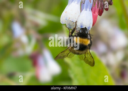 Bumblebee (Bombus terrestris) che si nuocia in giardino primaverile. Spazio naturale di copyspace. Devon, aprile Foto Stock