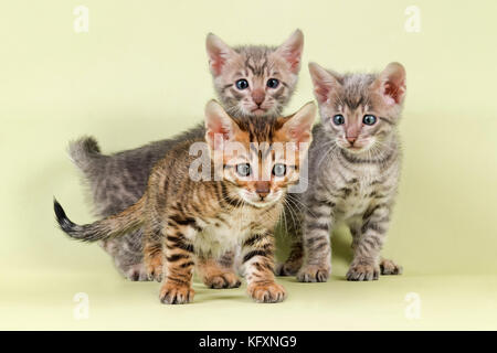 Toyger breedcat (Felis silvestris catus), foto di gruppo con i giovani animali Foto Stock