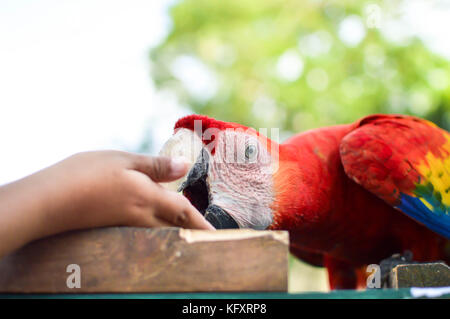 Chiusura del macaw parrot mangiare noccioline dalla mano presso il sito archeologico di copan rovine nel western honduras. america centrale Foto Stock