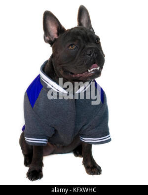 Tipo di mascotte ritratto, corpo pieno di un azzurro bulldog francese vestito in un college di alta scuola di sport marcia, su un bianco sfondo isolato, head up occhi loo Foto Stock