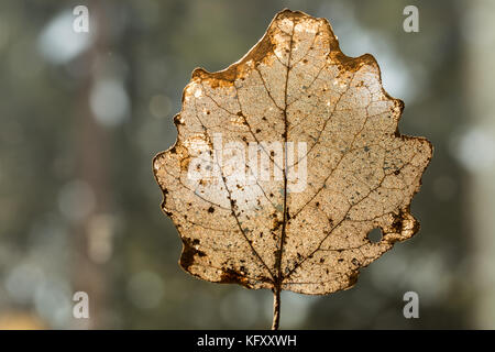 Struttura dorata di una foglia parzialmente decomposto durante l inverno - silhouette su sfondo verde Foto Stock