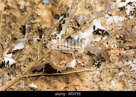 Primo piano di una foglia parzialmente decomposto durante il periodo invernale Foto Stock