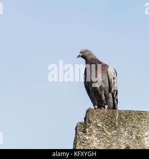 Un colpo di un Feral pigeon in piedi su un tetto. Foto Stock