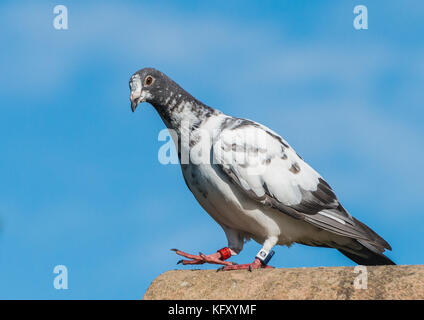 Un colpo di un Feral pigeon in piedi su un tetto. Foto Stock