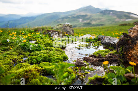 Primavera in montagna l'acqua che scorre con muschio verde vegetazione e fiori gialli, alpine acqua fresca pulita la molla Foto Stock