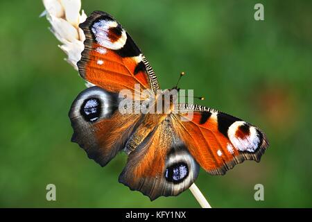 Unione farfalla pavone, nymphalis io Foto Stock