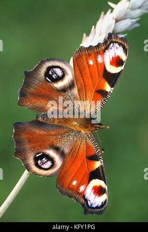 Unione farfalla pavone, nymphalis io Foto Stock