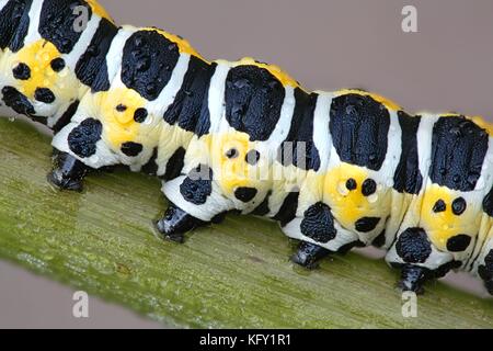 La lattuga shark moth caterpillar, cucullia lactucae Foto Stock