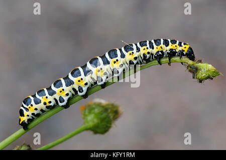 La lattuga shark moth caterpillar, cucullia lactucae Foto Stock