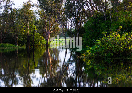 Acqua gialla zone umide e Billabong, Parco Nazionale Kakadu, Territorio del Nord, l'Australia. Foto Stock