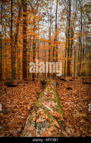 Un bellissimo albero che è caduto nel Catottin Mountain state Park, Maryland. Colori incredibili di arancio tra gli alberi. Foto Stock