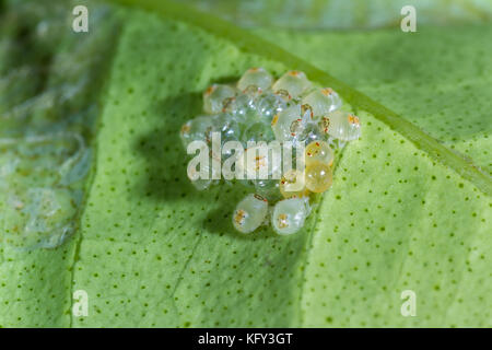 Ripresa macro di un piccolo raggruppamento di recente spider tratteggiata acari sul lato inferiore di una foglia verde Foto Stock