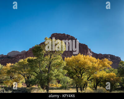 Foglie di autunno Fruita a Capitol Reef National Park nello Utah US Foto Stock