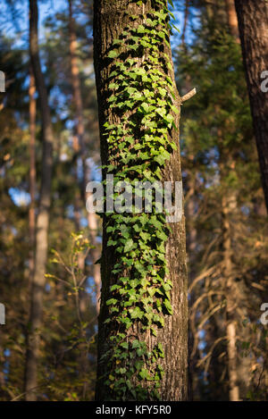 Verde foglie d'edera arrampicata sulla struttura ad albero Foto Stock