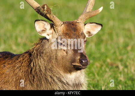 Sika Deer Stag Foto Stock