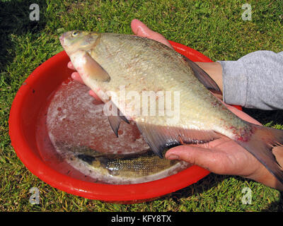 Il pescatore mani grandi pesci castagna oltre la vaschetta del separatore della condensa Foto Stock