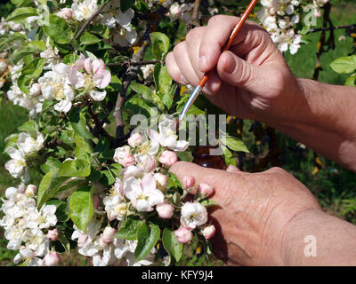 Impollinazione o di raccolta del polline da spazzola morbida Foto Stock