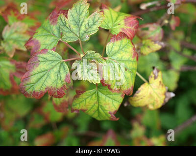 Foglie di ribes colpiti dal ferro deficience malattia Foto Stock