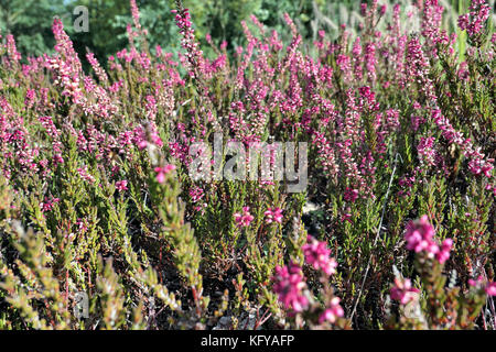 Fiore di erica (ericaceae) nel giardino. macro. Foto Stock