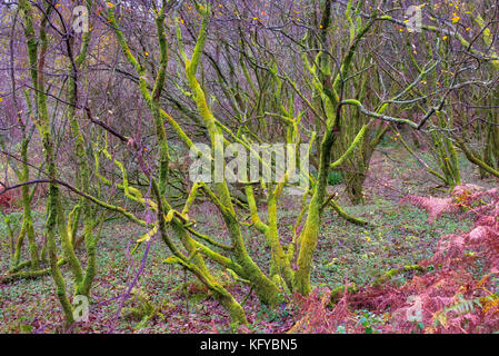 Castello semple, lochwinnoch, SCOZIA-ottobre 28, 2017: Sentiero natura al castello di semple che contians molte passeggiate come questo che si snodano intorno al Foto Stock