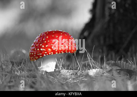 Fly agaric (amanita muscaria) in bianco e nero Foto Stock