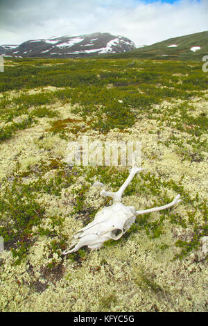 Cranio di renne nella tundra, dovrefjell national park, Norvegia. Foto Stock