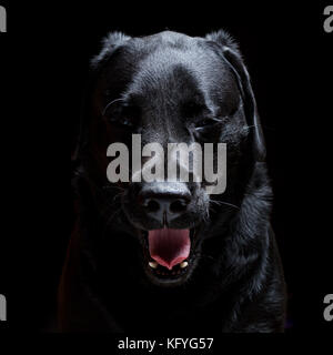Il Labrador nero cane ritratto su sfondo nero Foto Stock