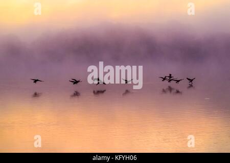 Sunrise over sutton bingham serbatoio e cinghiale club somerset Foto Stock