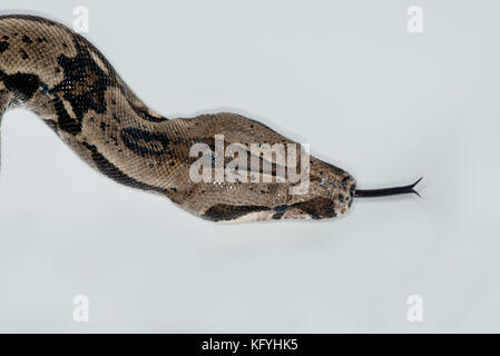 St. Paul, Minnesota. personal pet. columbian red-tailed boa, chiamato anche il comune di boa, dalla famiglia Boidae. Nome scientifico Boa constrictor. clos Foto Stock