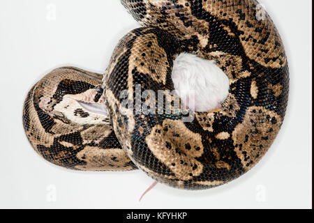 St. Paul, Minnesota. personal pet. columbian red-tailed boa, chiamato anche il comune di boa, dalla famiglia Boidae. Nome scientifico Boa constrictor. Egli mi Foto Stock